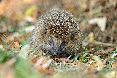 《美妙世界：最终混音》NS美服会员免费玩 限时7天
